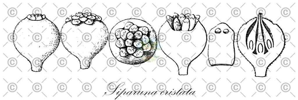 HistAbb_wfo-0001276172_1_ENZY_Simple | Historische Abbildung von Siparuna cristata - Siparunaceae | Historical Illustration of Siparuna cristata - Siparunaceae