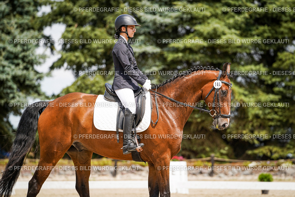 DSC02677 | Pferdegrafie