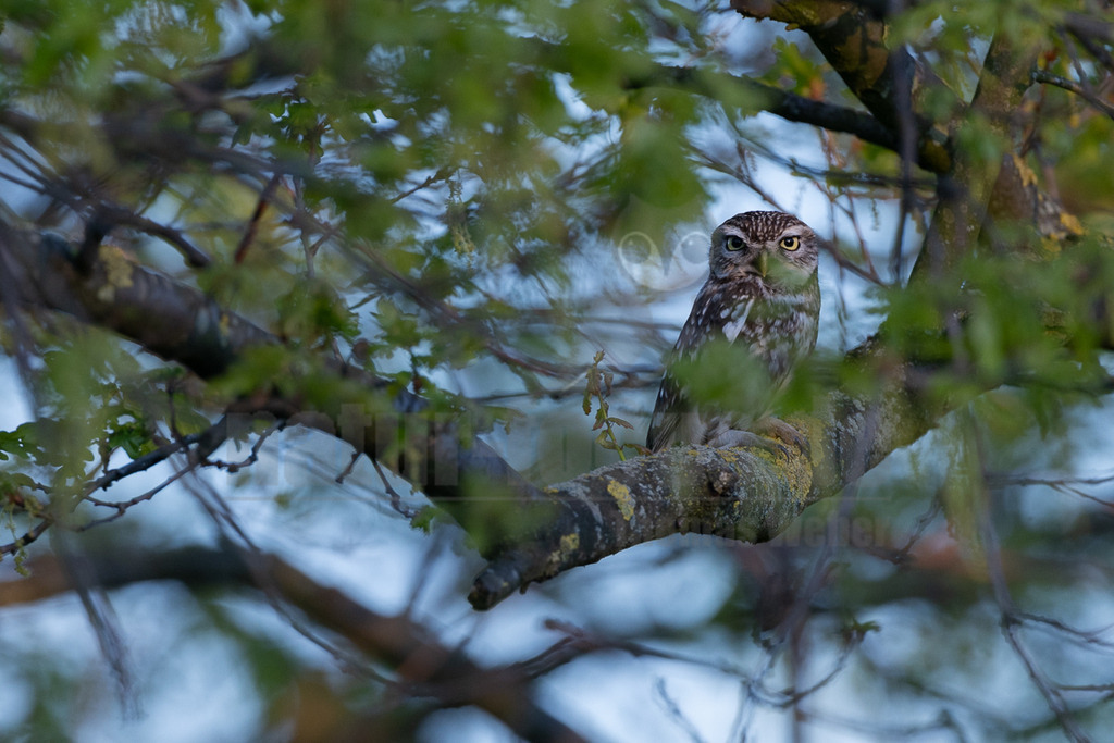 R5M26794_20260422 | Ein kleiner Steinkauz (Athene noctua) sitzt auf einem dicken Ast in einem Baum. Umgeben von unscharfen grünen Blättern im Vorder- und Hintergrund, blickt die Eule mit ihren großen, gelben Augen direkt in die Kamera. - Realisiert mit Pictrs.com