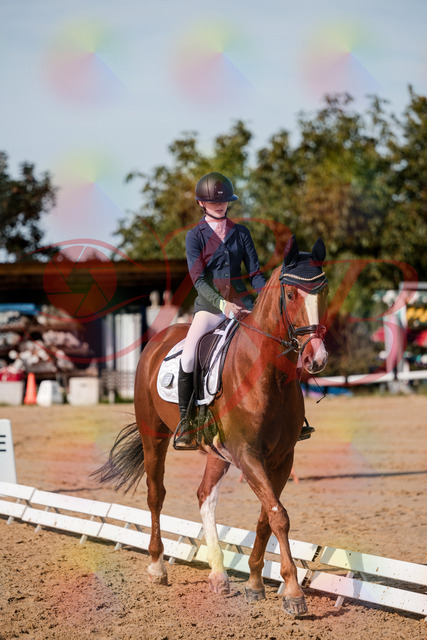 2026_10_03_Siefer-Hof_123655_Z63_54617661 | Professionelle Reitsport-, Turnier- und Eventfotografie von Robert Broda. Galerien mit ausgewählten und bearbeiteten Bildern direkt online ansehen und bestellen.