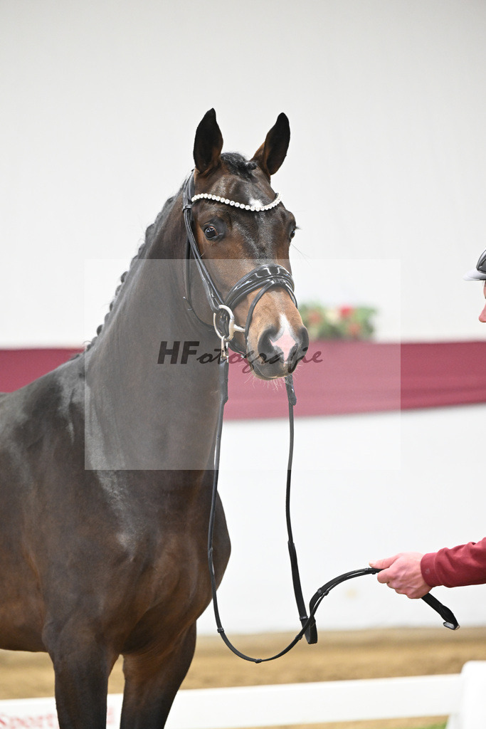 Kat-Nr. 70 Valdiviani x Fuerstenball_Joachim Weil_47252574 | hf-fotografie - Realisiert mit Pictrs.com