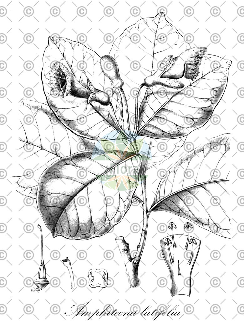 HistAbb_wfo-0000780941_1_ENZY_Simple | Historische Abbildung von Amphitecna latifolia - Bignoniaceae | Historical Illustration of Amphitecna latifolia - Bignoniaceae