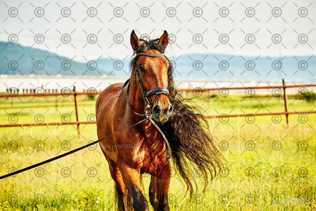 360_202406_Niki-Herodes_NZ9_0361 | proPHOTO - Realisiert mit Pictrs.com