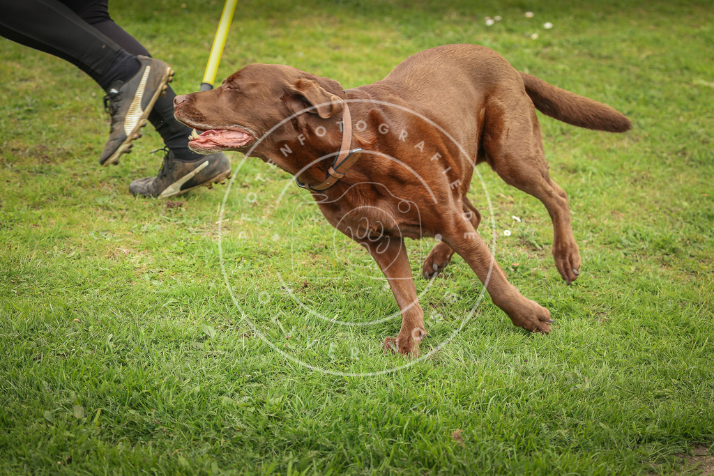 Pfotenfotografie_0L8A1922 | Hundefotografie, Tierfotograf, Pfotenfotografie, Fotoshooting Hund, Hunde Portrait, Hundesport, Hundeportraits, Heideshooting, Hunde, Sportfotograf, Hundefotograf, Turnierhundsport, THS,  - Realisiert mit Pictrs.com