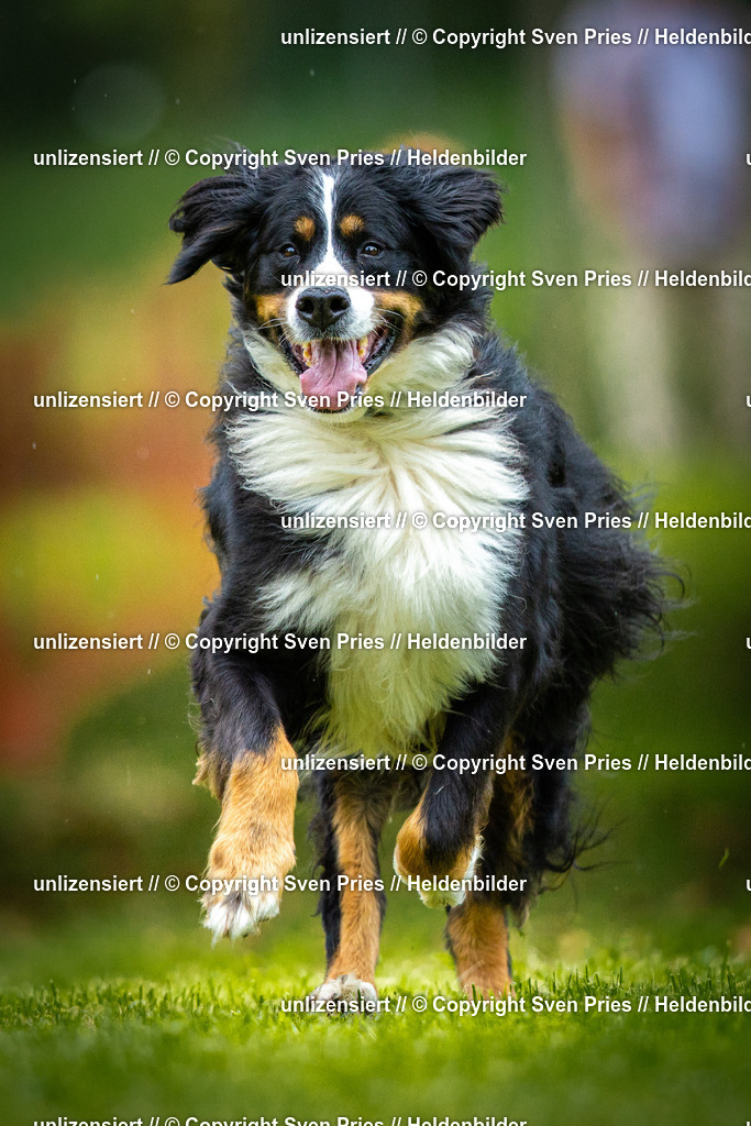 Sven Pries | 2025-09-21 - Hunderennen Baden-Oos - Realisiert mit Pictrs.com