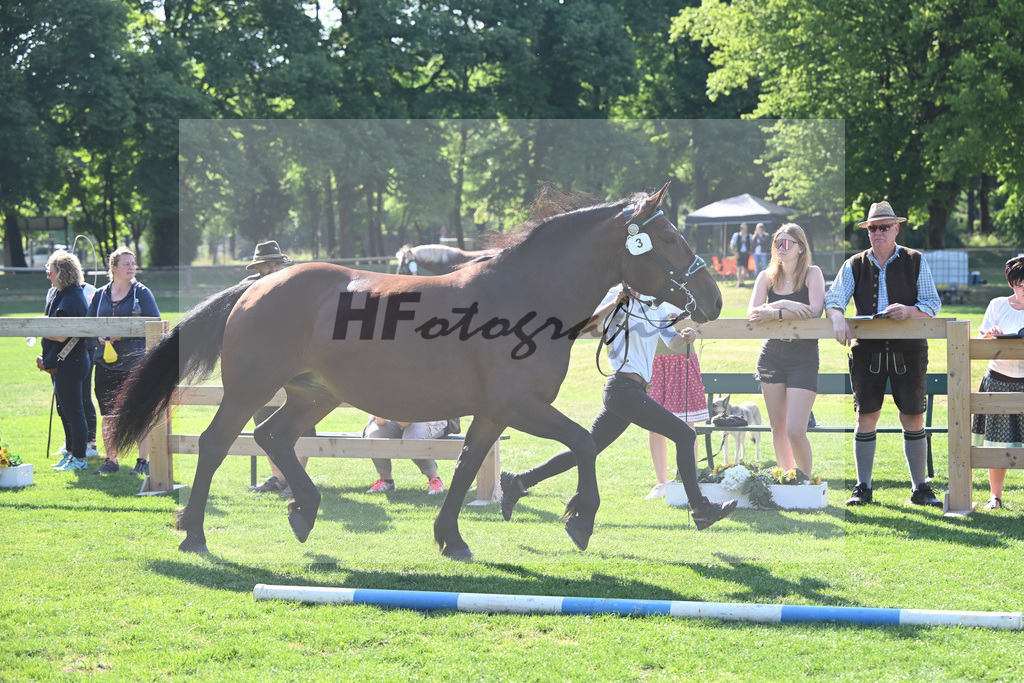 Kat-Nr. 3 Rosalie_Schaffner_20230041 | hf-fotografie - Realisiert mit Pictrs.com