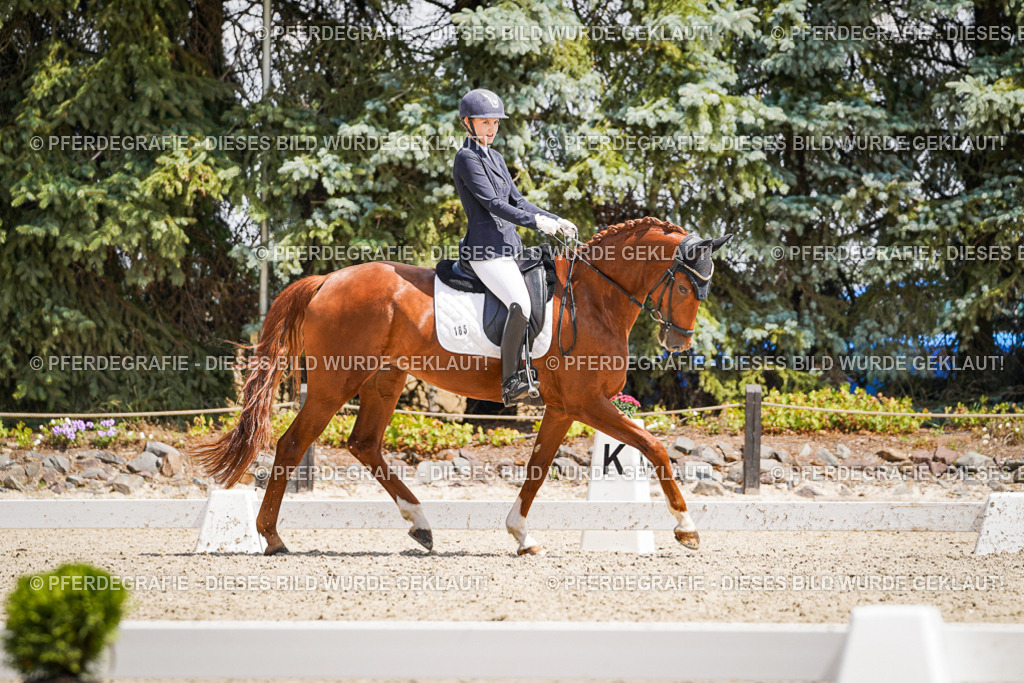 DSC01221 | Pferdegrafie