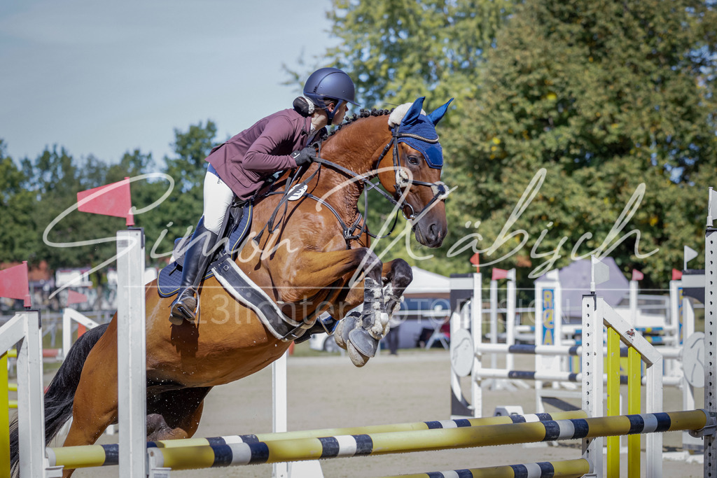 20250906-_3LI3795 | Tierfotografie Pferde, Hunde, Katzen, Haustiere.
Turnierfotografie Reitturniere, Reiten, Springreiten, Dressur in Hanau, dem Main-Kinzig-Kreis und dem Rhein-Main- Gebiet um Frankfurt