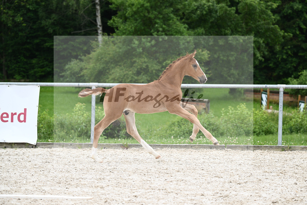 Vivaldos x Belissimo M_HF_Baier_20240270 | hf-fotografie - Realizzato con Pictrs.com