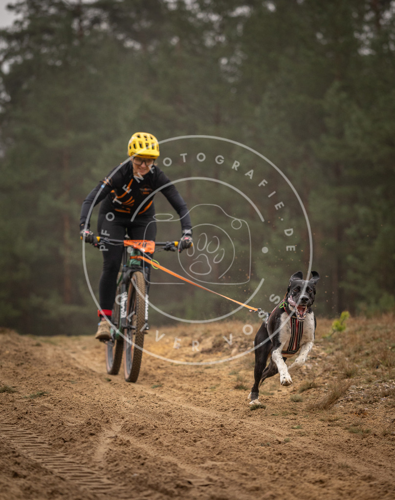 Pfotenfotografie_DV3A2583 | Hundefotografie, Tierfotograf, Pfotenfotografie, Fotoshooting Hund, Hunde Portrait, Hundesport, Hundeportraits, Heideshooting, Hunde, Sportfotograf, Hundefotograf, Turnierhundsport, THS,  - Realisiert mit Pictrs.com