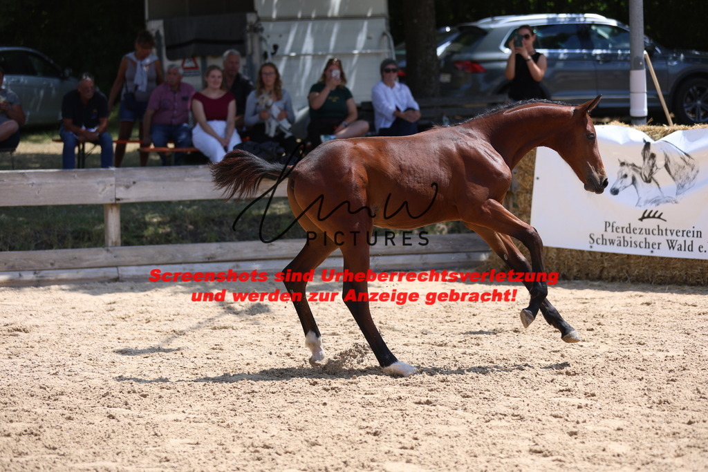 Fohlenschau_Schwäbisch_Hall_springbetonte_Fohlen_KN 24_14 | lmwpictures - Realisiert mit Pictrs.com