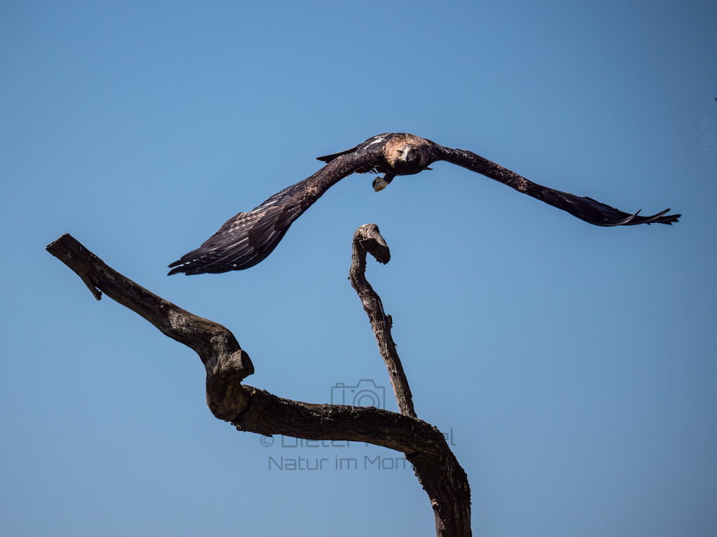 P1355185-Bearbeitet-2019-Bearbeitet-2019-LR | Natur im Moment - Realisiert mit Pictrs.com