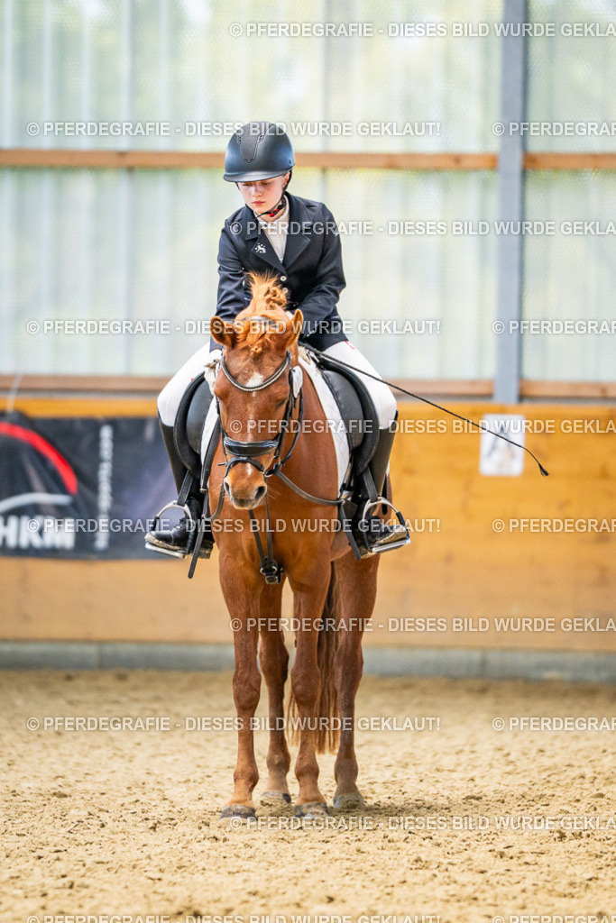 DSC03445 | Pferdegrafie