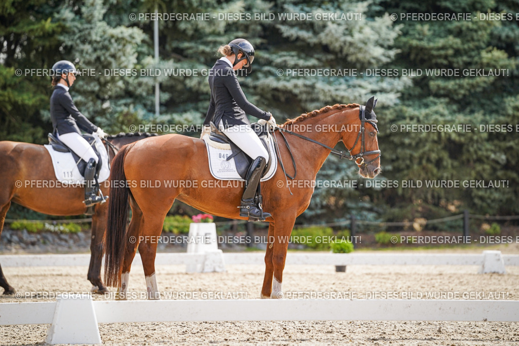 DSC08536 | Pferdegrafie