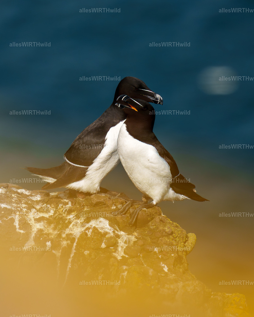 Daniel Wirth - www.allesWIRTHwild.de -7IV02724 | Entdecke die faszinierende Welt der Natur- und Wildlife-Fotografie von Daniel und Bärbel. Inspirierende Bilder von wilden Tieren und kleinen Naturwundern.