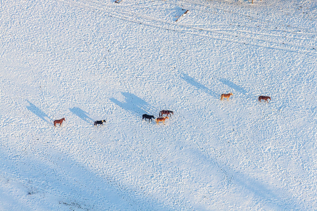 Luftbild: Winterlich schneebedeckte Strukturen einer Koppel mit Pferden in Neewiller-près-Lauterbourg im Bundesland Bas-Rhin in Frankreich. Foto: IMG_36674.jpg vom 05.01.2011 durch Werner Riehm/FLY-FOTO.de