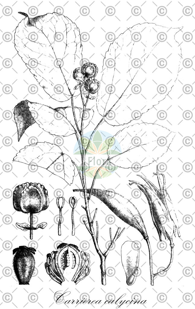 HistAbb_wfo-0000588393_1_ENZY_Simple | Historische Abbildung von Carrierea calycina - Salicaceae | Historical Illustration of Carrierea calycina - Salicaceae
