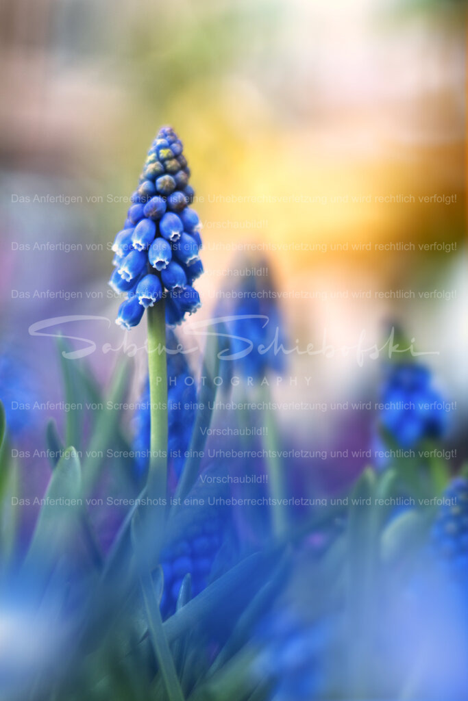 Die Welt ist voller Farben - ich liebe den Frühling | eine einzelne traubenhyazinthe steht aus einer gruppe hervor. der hintergrund ist bunt und frühlingshaft - Realisiert mit Pictrs.com