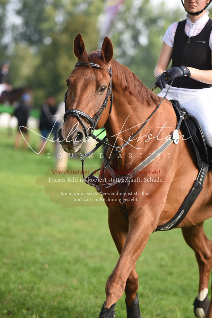 DSC_8551 | Pferde- und Turnierfotografie in Westsachsen. Pferdeportraits, Auftragszeichnungen und intuitive Kunst.