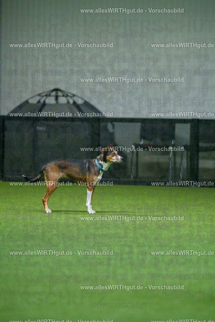 7R503831 | Professionelle Tierfotografie in Mönchengladbach von Daniel Wirth (allesWIRTHgut). Liebevolle & natürliche Bilder von Hunden & Katzen für unvergessliche Erinnerungen.