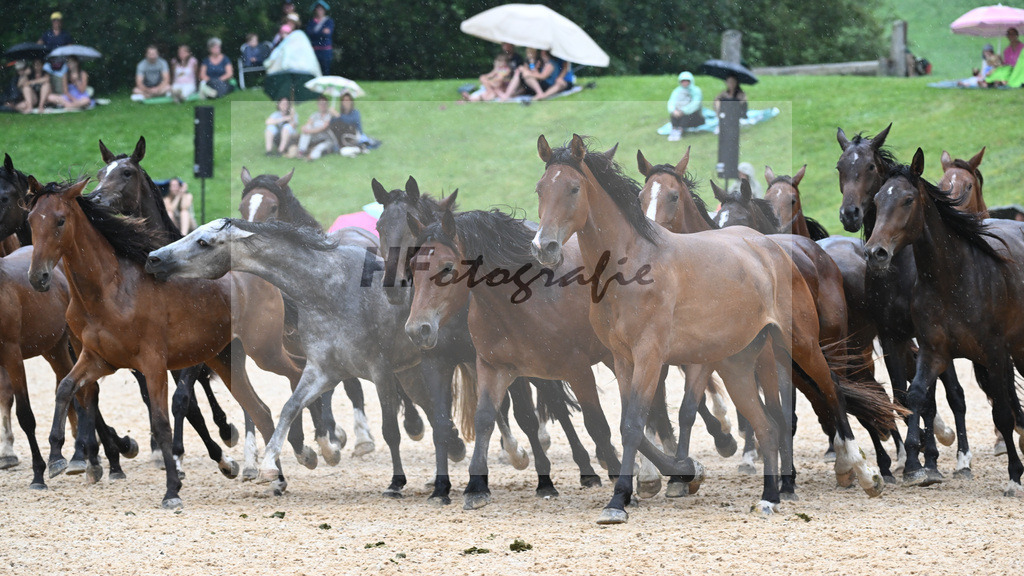 Herde_36241142 | hf-fotografie - Realisiert mit Pictrs.com