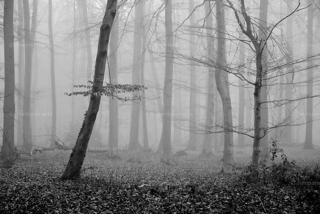 Trees_fine_Art_0013 | Photo Foto Kunst Art schwarzweiss Bilder Rheine Münster Berlin Blumen 