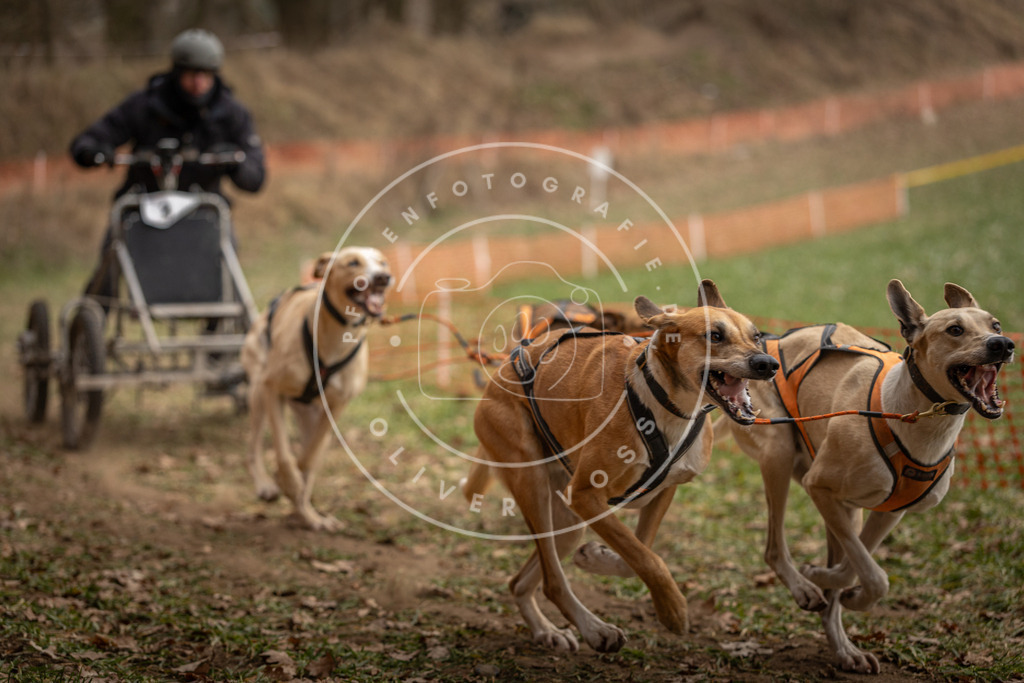 Pfotenfotografie_DV3A8143 | Hundefotografie, Tierfotograf, Pfotenfotografie, Fotoshooting Hund, Hunde Portrait, Hundesport, Hundeportraits, Heideshooting, Hunde, Sportfotograf, Hundefotograf, Turnierhundsport, THS,  - Realisiert mit Pictrs.com