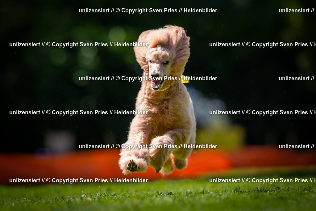 Sven Pries | 2025-08-10 - Hunderennen Durlach - Realisiert mit Pictrs.com