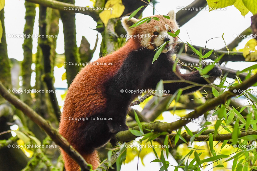 Zoo Linz_ 22.11.2022-38 | 22.11.2022, Zoo Linz, AUT, Schafe, Ziegen, roter Panda, im Bild roter Panda