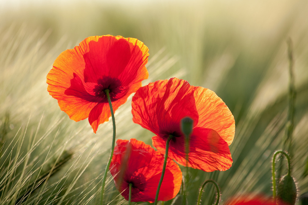 170530-186 | Europa, DEU, Deutschland, NRW, Nordrhein-Westfalen, Niederrhein, Rheinland, Waldfeucht, Naturraum Selfkant, Klatschmohn, Mohn, Mohnbluete, Kategorien und Themen, Natur, Umwelt, Pflanzen, Pflanzenkunde, Botanik, Biologie, Natur, Naturfoto, Naturfotos, Naturfotografie, Naturphoto, Naturphotographie, Landschaft, Landschaften, Landschaftsfoto, Landschaftsfotografie, Landschaftsphoto, Landschaftsphotographie

[Fuer die Nutzung gelten die jeweils gueltigen Allgemeinen Liefer-und Geschaeftsbedingungen. Nutzung nur gegen Verwendungsmeldung und Nachweis. Download der AGB unter http://www.image-box.com oder werden auf Anfrage zugesendet. Freigabe ist vorher erforderlich. Jede Nutzung des Fotos ist honorarpflichtig gemaess derzeit gueltiger MFM Liste - Kontakt, Uwe Schmid-Fotografie, Duisburg, Tel. (+49).2065.677997, ..archiv@image-box.com, www.image-box.com] - Realisiert mit Pictrs.com