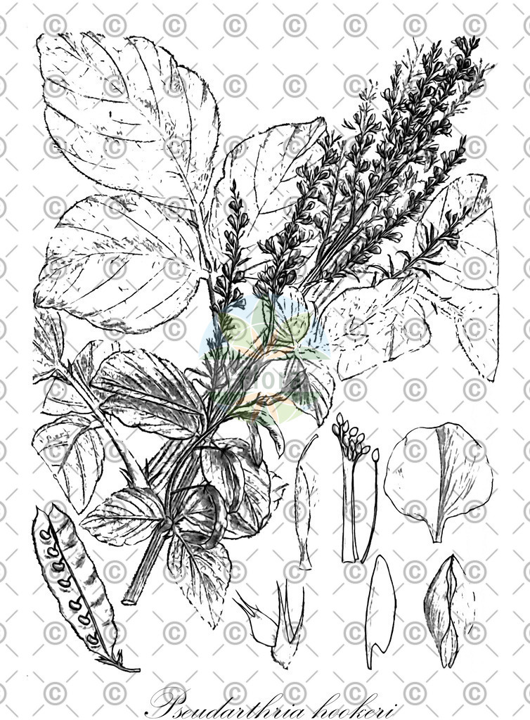 HistAbb_wfo-0000050095_1_ENZY_Simple | Historische Abbildung von Pseudarthria hookeri - Fabaceae | Historical Illustration of Pseudarthria hookeri - Fabaceae