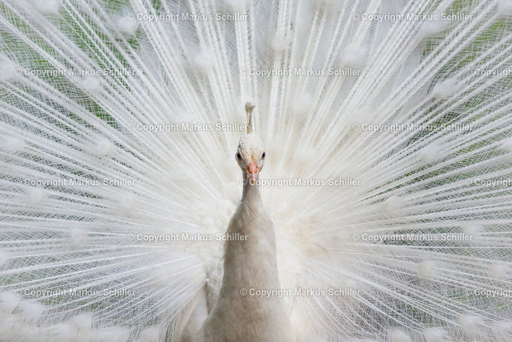 Weisser Pfau | Ein weißer Pfau. Laut Aberglauben bringen seine weißen Federn Glück. - Realisiert mit Pictrs.com