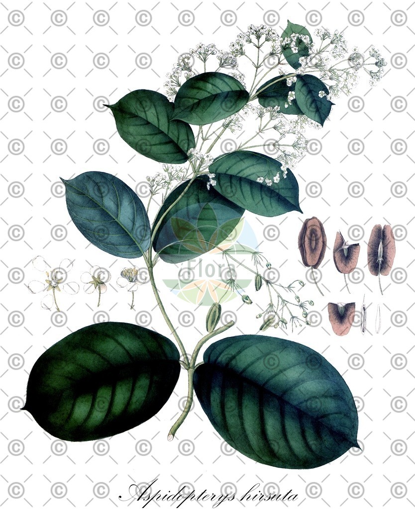 HistAbb_wfo-0000291496_4_ENZY_Simple | Historische Abbildung von Aspidopterys hirsuta - Malpighiaceae | Historical Illustration of Aspidopterys hirsuta - Malpighiaceae