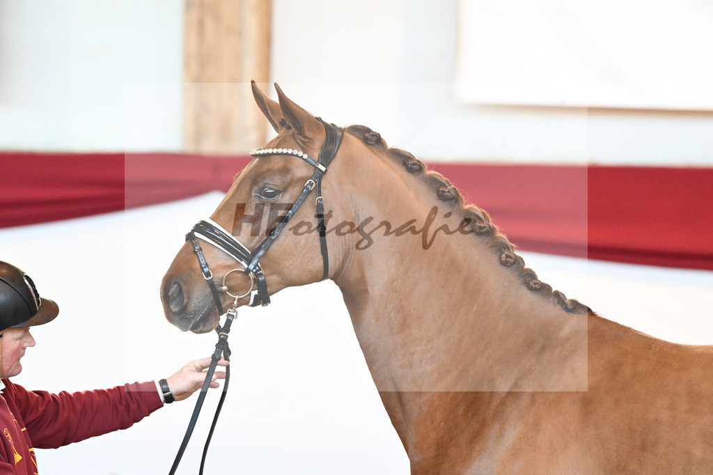 Kat-Nr. 29 Fidertanz x De Niro_Grosserichter_43230279 | hf-fotografie - Realisiert mit Pictrs.com