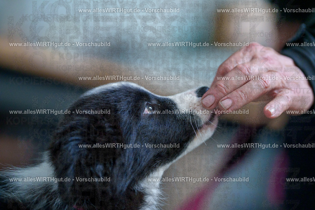 @allesWIRTHgut_Tierfotografie - www.allesWIRTHgut.de - 2604251329-7R503723 | Professionelle Tierfotografie in Mönchengladbach von Daniel Wirth (allesWIRTHgut). Liebevolle & natürliche Bilder von Hunden & Katzen für unvergessliche Erinnerungen.