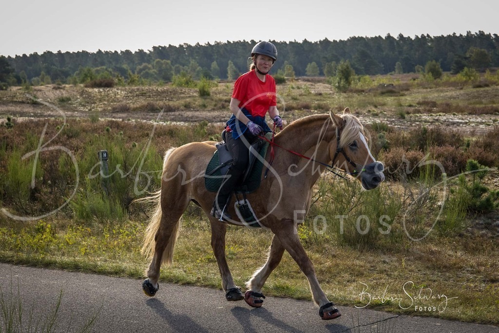 DdLH-TrotBy_2025-09-20_51 | Fotografie, Veranstaltungs-Fotografie, Pferde-Fotografie, Landschafts-Fotografie, Reise-Fotografie - Realisiert mit Pictrs.com