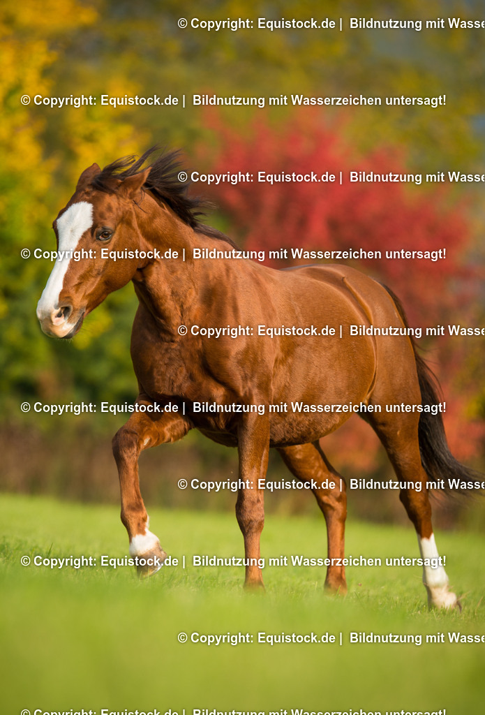 20151013_TOMsPiC_0295 | equistock