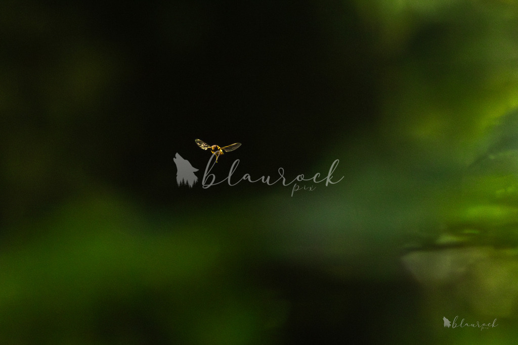 701A2445 | Sportbilder, Sportfotograf, Hochzeits- und Eventfotografin, Flugshows, Portraits und Tiershooting, Aviation, Downhill, Nationalleague, Swissleague, International