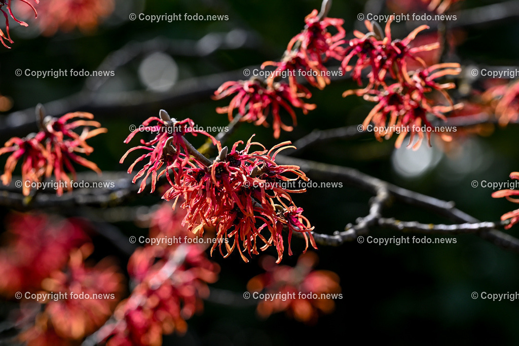 Fruehling_ Blumen_ Fruelingsboten_ 05.03.2025-12 | 05.03.2025, Linz, AUT, Fruehling, Blumen, Fruehlingsboten, im Bild Frühling, Blumen, Frühlingsboten, Fruehling, Fruelingsboten, Zaubernuss, Baum Strauch, Blütenpflanze, Vorfrühling