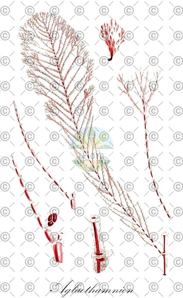 HistAbb_QRW_3_ENZY_Simple | Historische Abbildung von Aglaothamnion - Callithamniaceae (0) | Historical Illustration of Aglaothamnion - Callithamniaceae (0)