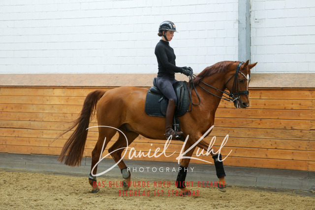 IMG_3886 | Turniersportfotografie; Pferdefotografie; Dressurfotografie