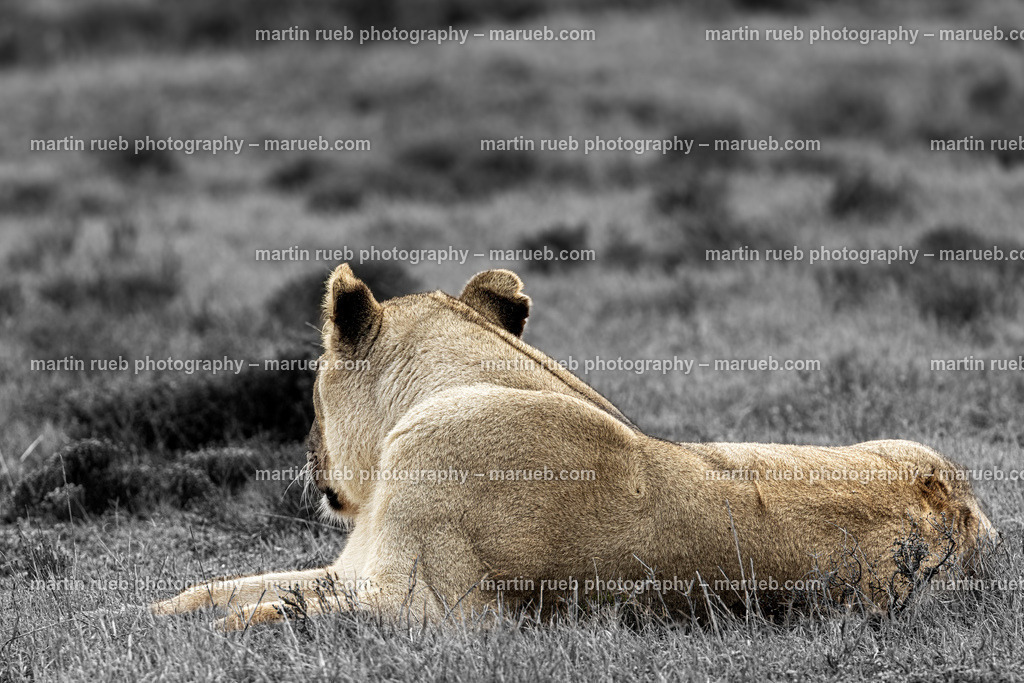 Lioness' pride | A South African lioness enjoys and relaxes - Realisiert mit Pictrs.com