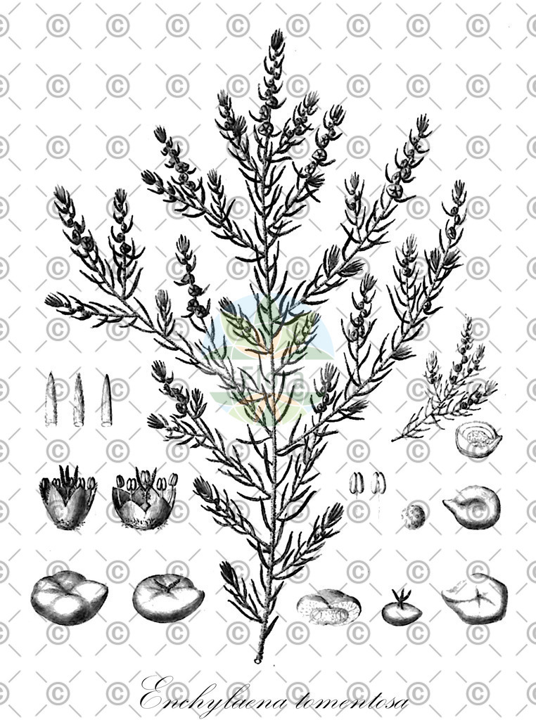 HistAbb_wfo-0000667624_1_ENZY_Simple | Historische Abbildung von Enchylaena tomentosa - Amaranthaceae | Historical Illustration of Enchylaena tomentosa - Amaranthaceae