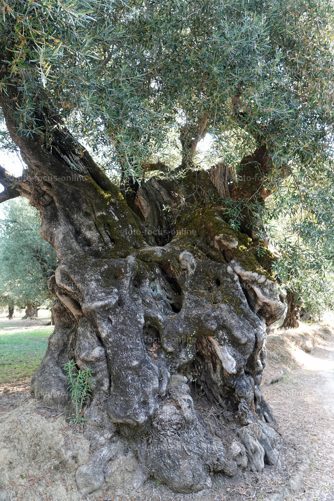 Stories of the Ancient Olive Trees | Ancient Olive Trees