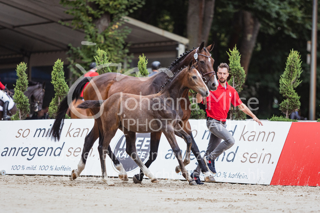 220910_OWLCh_Fohlen-302 | Deine schönsten Turniermomente als professionelle Fotos! Entdecke hochwertige Pferdesport-Fotografie im Online-Shop. Jetzt Fotos finden & bestellen!
