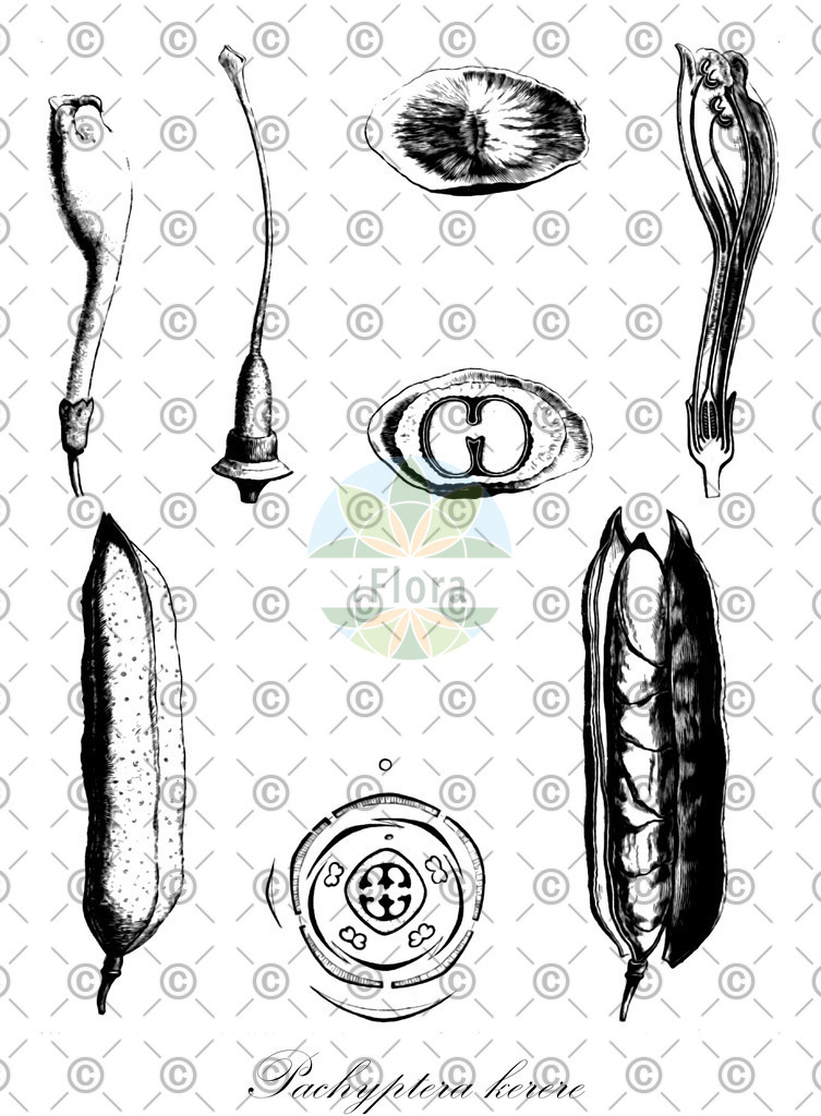 HistAbb_wfo-0000178282_1_ENZY_Simple | Historische Abbildung von Pachyptera kerere - Bignoniaceae | Historical Illustration of Pachyptera kerere - Bignoniaceae