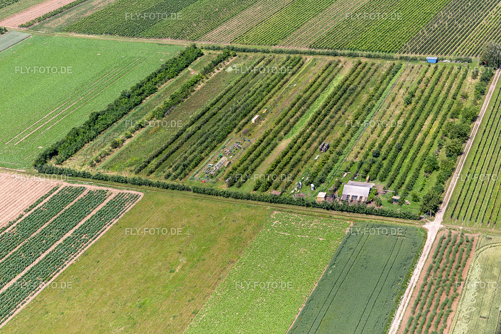 Eier-Meier Obstplantage | Luftbild: Eier-Meier Obstplantage im Ortsteil Mühlhofen in Billigheim-Ingenheim im Bundesland Rheinland-Pfalz in Deutschland. Foto: IMG_127236.jpg vom 26.06.2021 durch ©2025 Werner Riehm fly-foto.de/copyright - Realisiert mit Pictrs.com