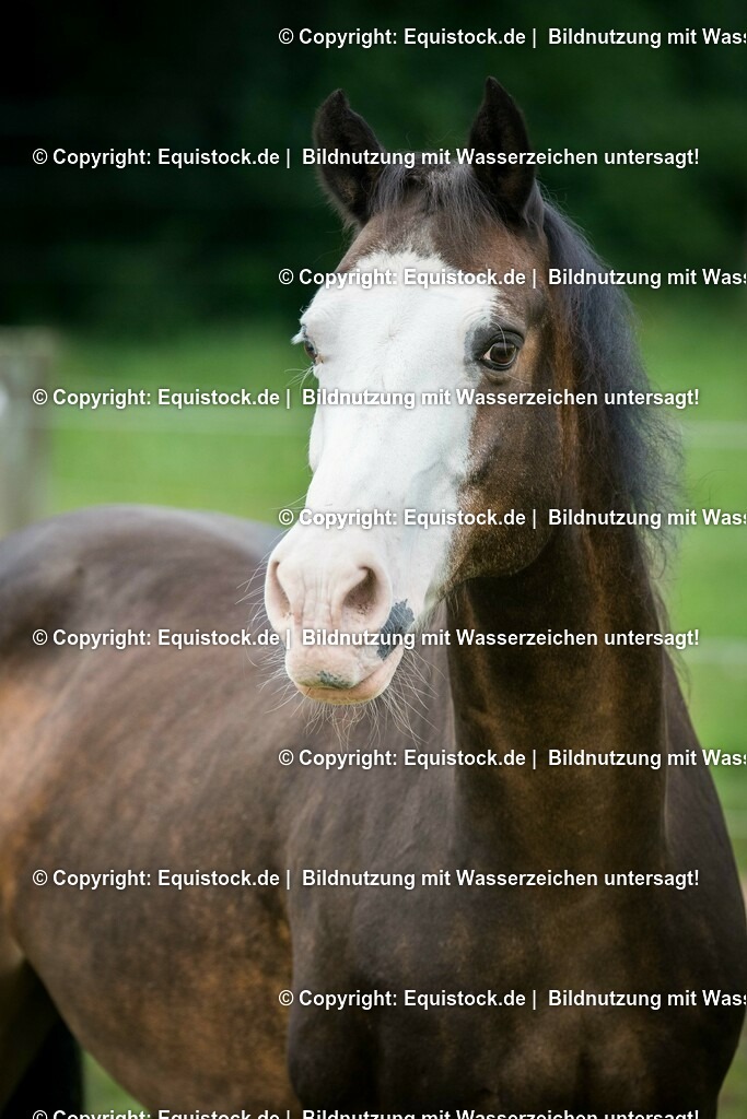 20150820_TOMsPiC_0250 | equistock