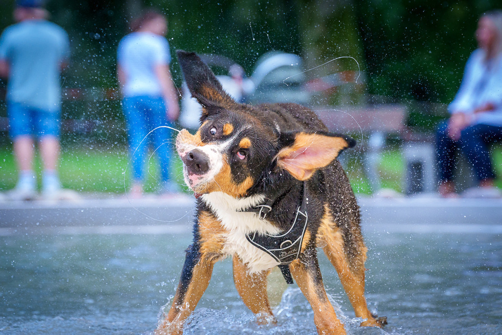 allesWIRTHgut Tierfotografie - 7IV01744 | Professionelle Tierfotografie in Mönchengladbach von Daniel Wirth (allesWIRTHgut). Liebevolle & natürliche Bilder von Hunden & Katzen für unvergessliche Erinnerungen.