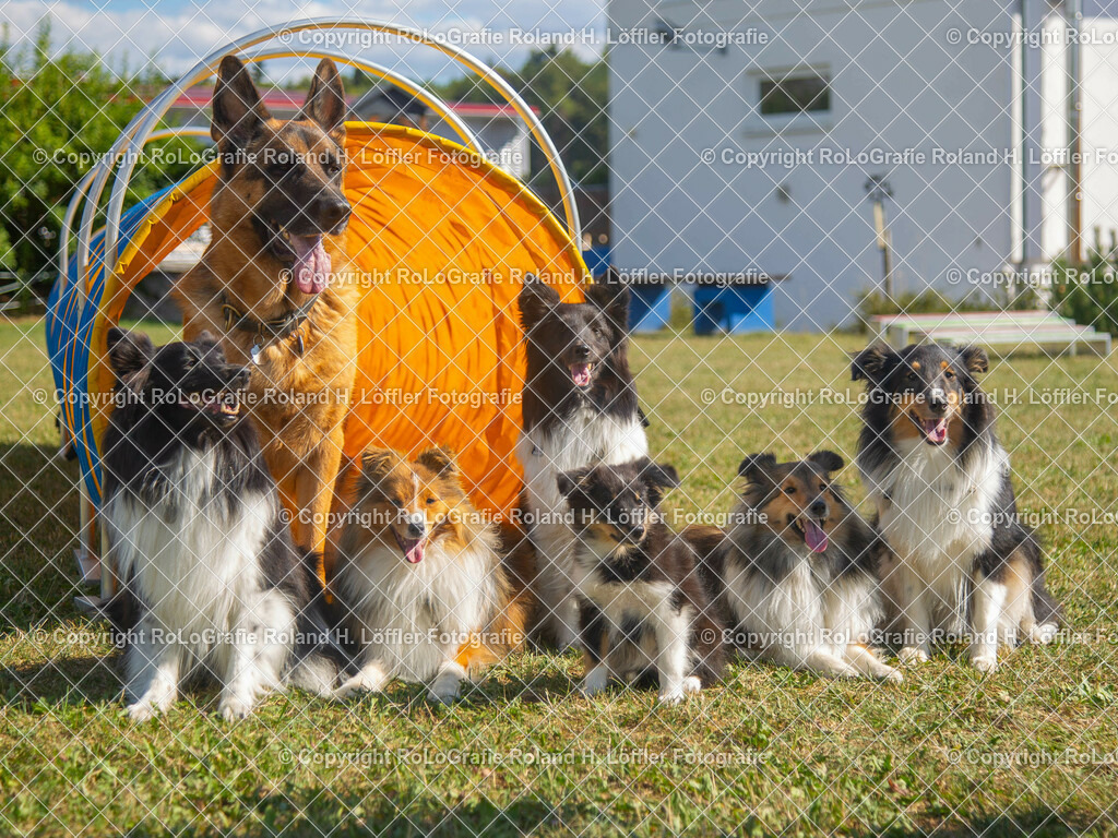 Hundefamilie-2-1 | Hundefamilie - Realisiert mit Pictrs.com